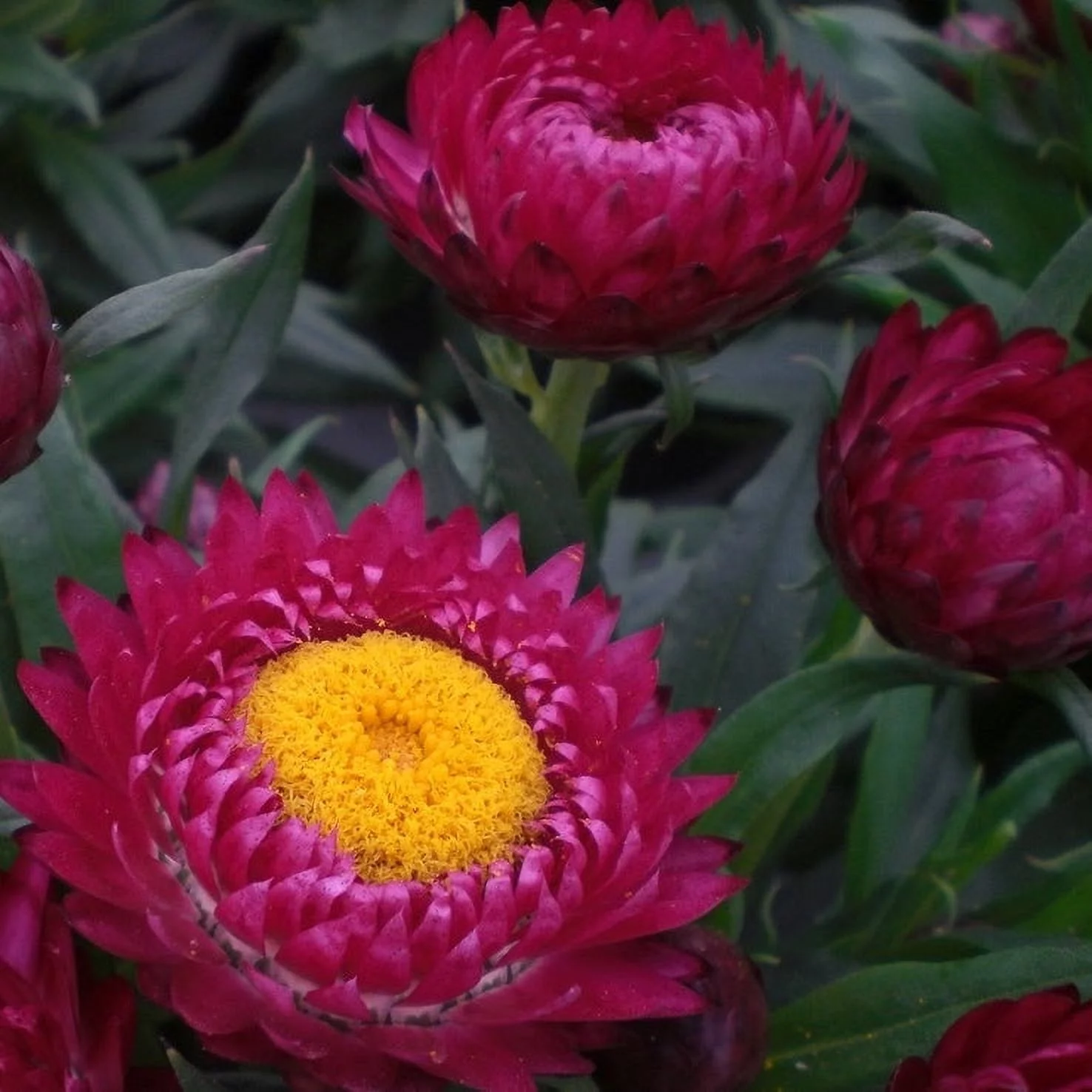 Strawflower Seeds - Purple Red - 1 Ounce - Red/Purple Flower Seeds,   Attracts Bees, Attracts Butterflies, Attracts Pollinators, Easy to Grow & Maintain, Cut Flower Garden