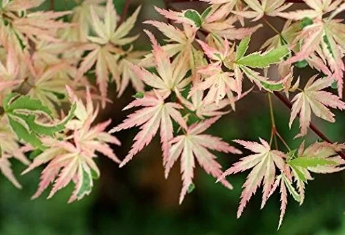 Butterfly Japanese Maple - Pink Cream & Green Leaves 1 Live Plant