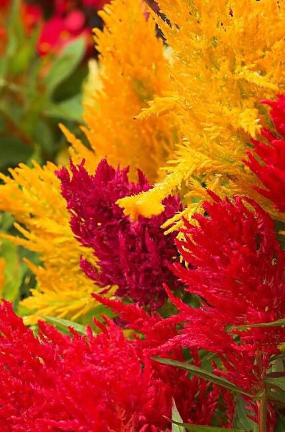 150 Mixed PAMPAS PLUMES COCKSCOMB Celosia Plumosa Flower Seeds