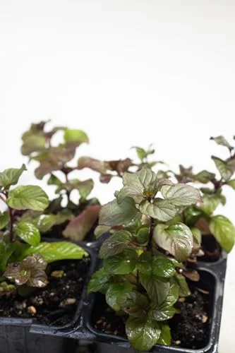 Live Orange Mint Plant (Mentha piperita x citrata) 2.5 inch Pot - Bergamot Mint - Eau de Cologne Mint - Aromatic Orange Scented Flavor Infuser Herb