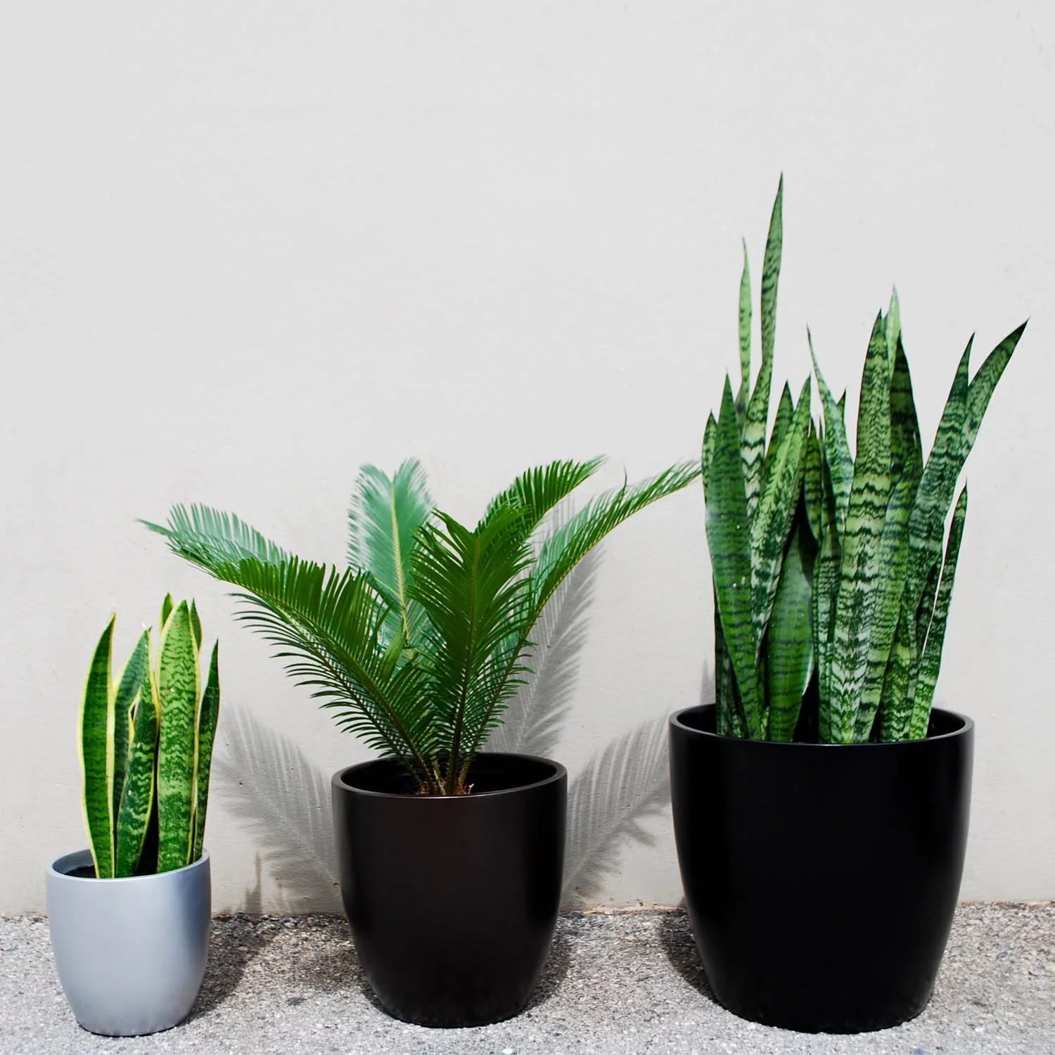 Root and Stock Napa Round Cylinder Planter