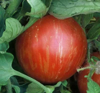 CLovers Garden Mr. Stripey Tomato Plant – Two (2) Live Plants –Not Seeds– Each 5