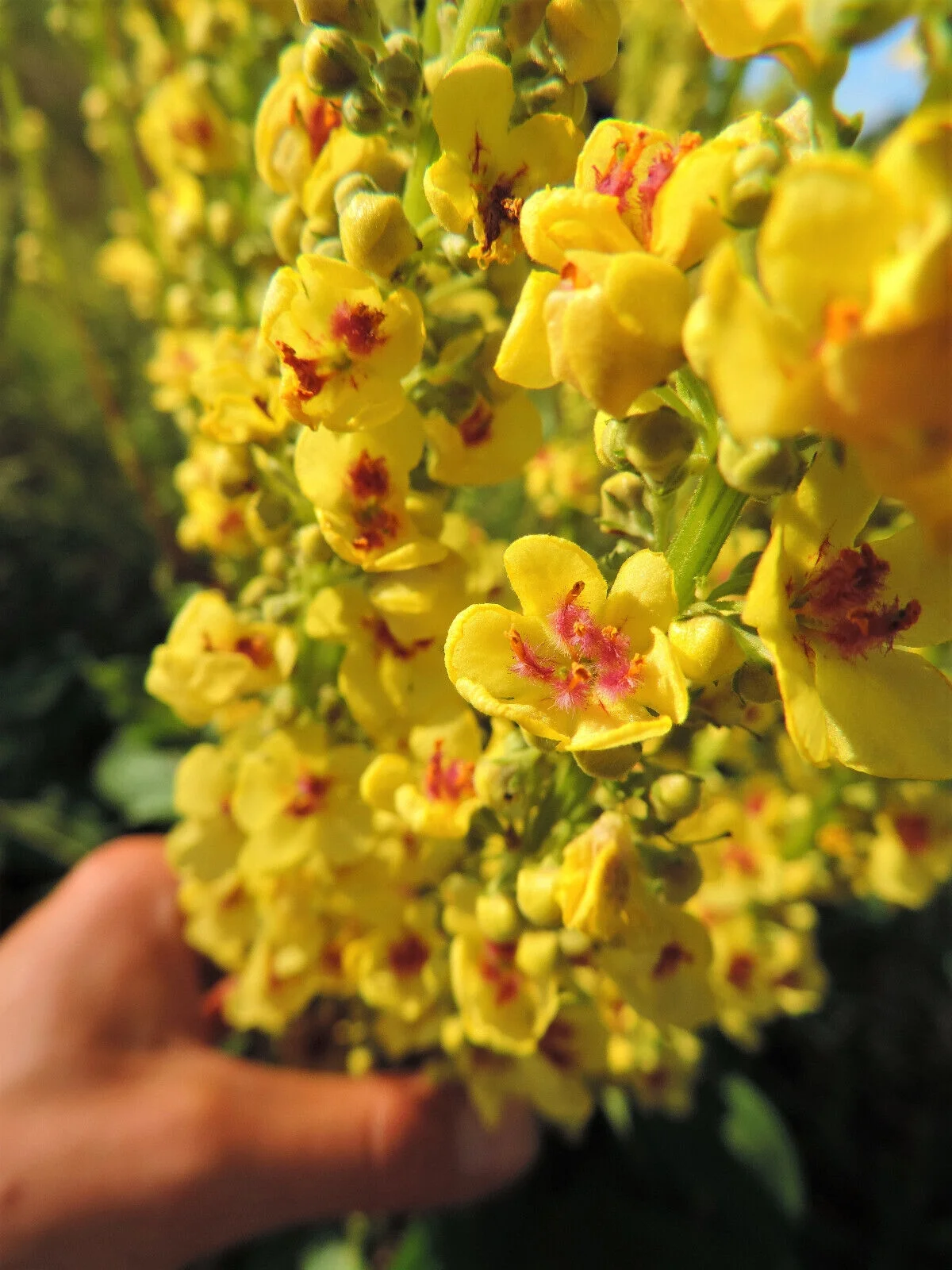 150 YELLOW VERBASCUM Thapsus Common Mullein Flower Herb Seeds *Flat S/H