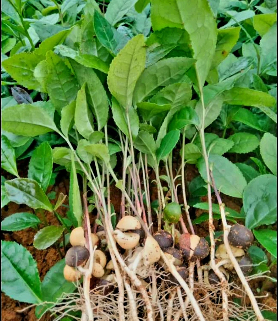 25 Camellia Seeds Camellia sinensis Chinese Green Tea Seeds Tea Plant Edible Flower