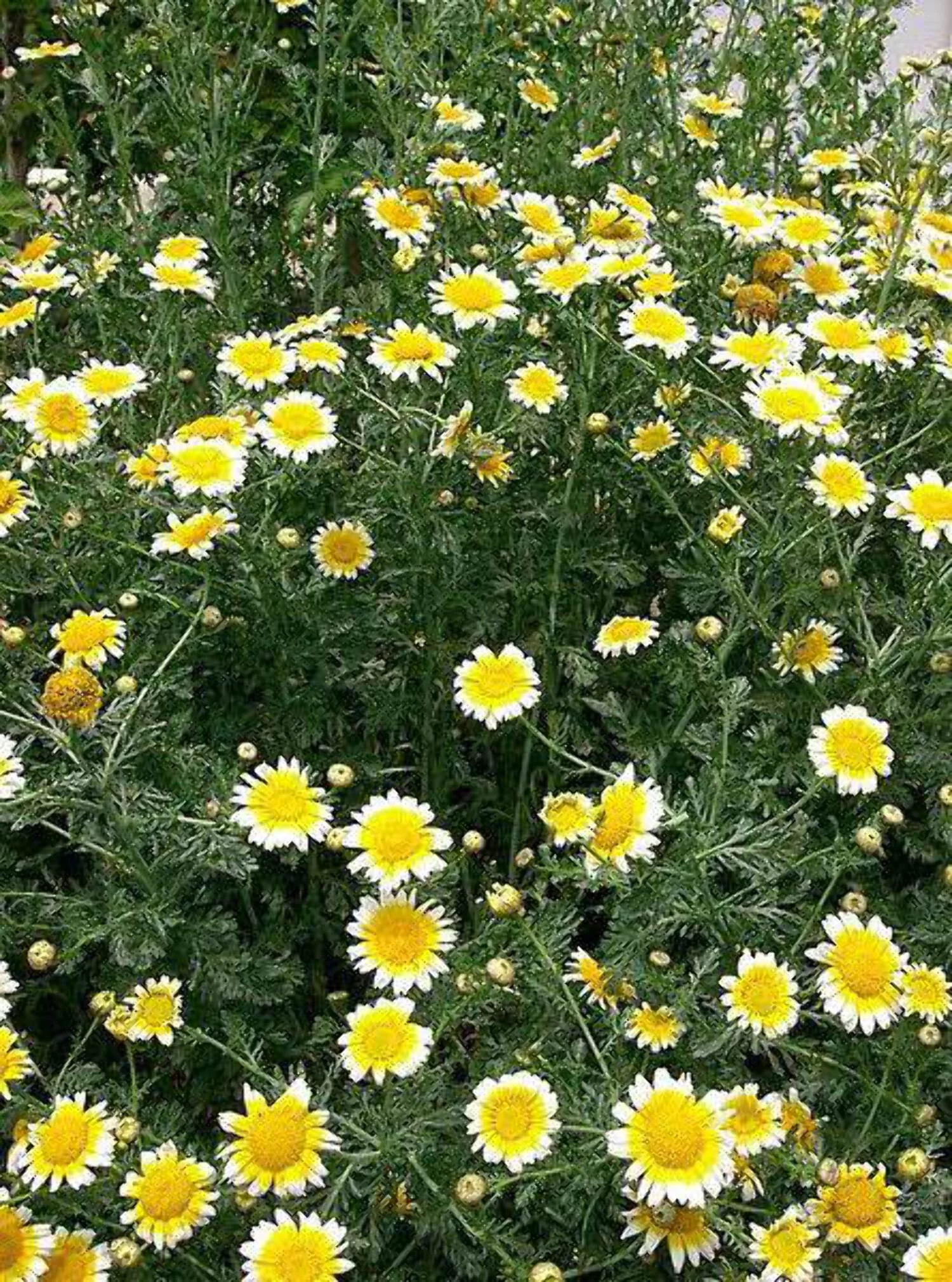 1000 GARLAND CROWN DAISY Chrysanthemum Coronarium Flower Seeds