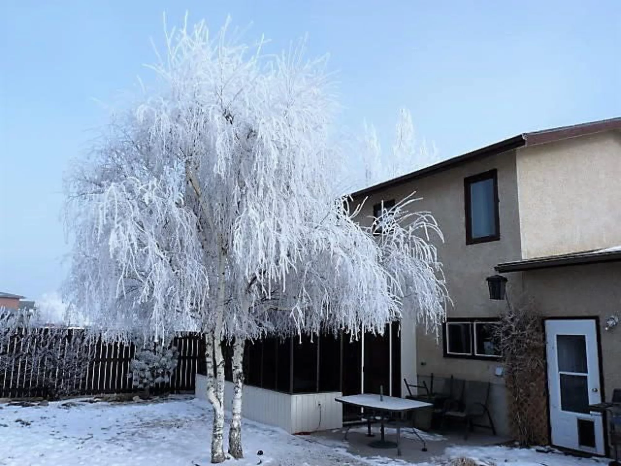 50 SILVER WEEPING BIRCH Tree White European Betula Pendula Alba Seeds