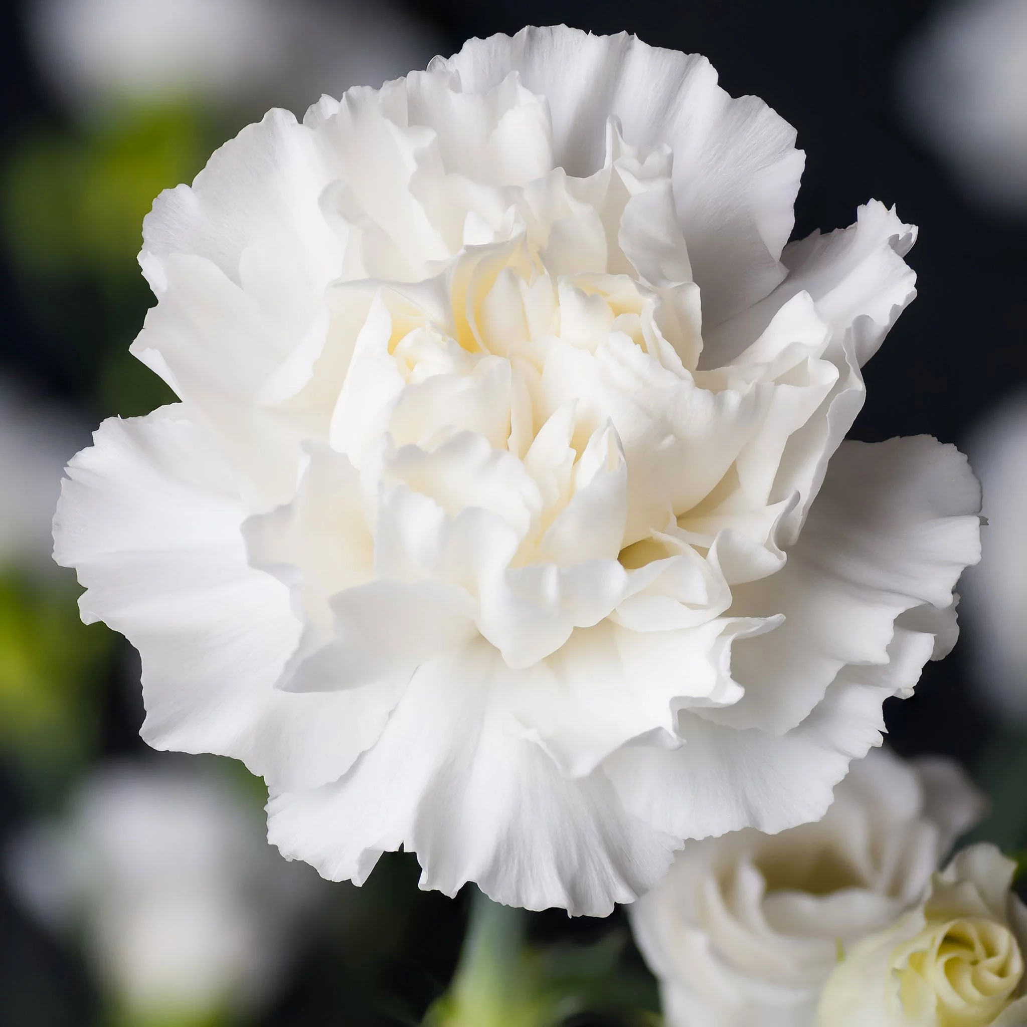 Carnation Seeds - Jeanne Dionis - 1 Ounce - White Flower Seeds,  Heirloom Seed  Attracts Bees, Attracts Butterflies, Attracts Pollinators, Edible, Fragrant, Container Garden