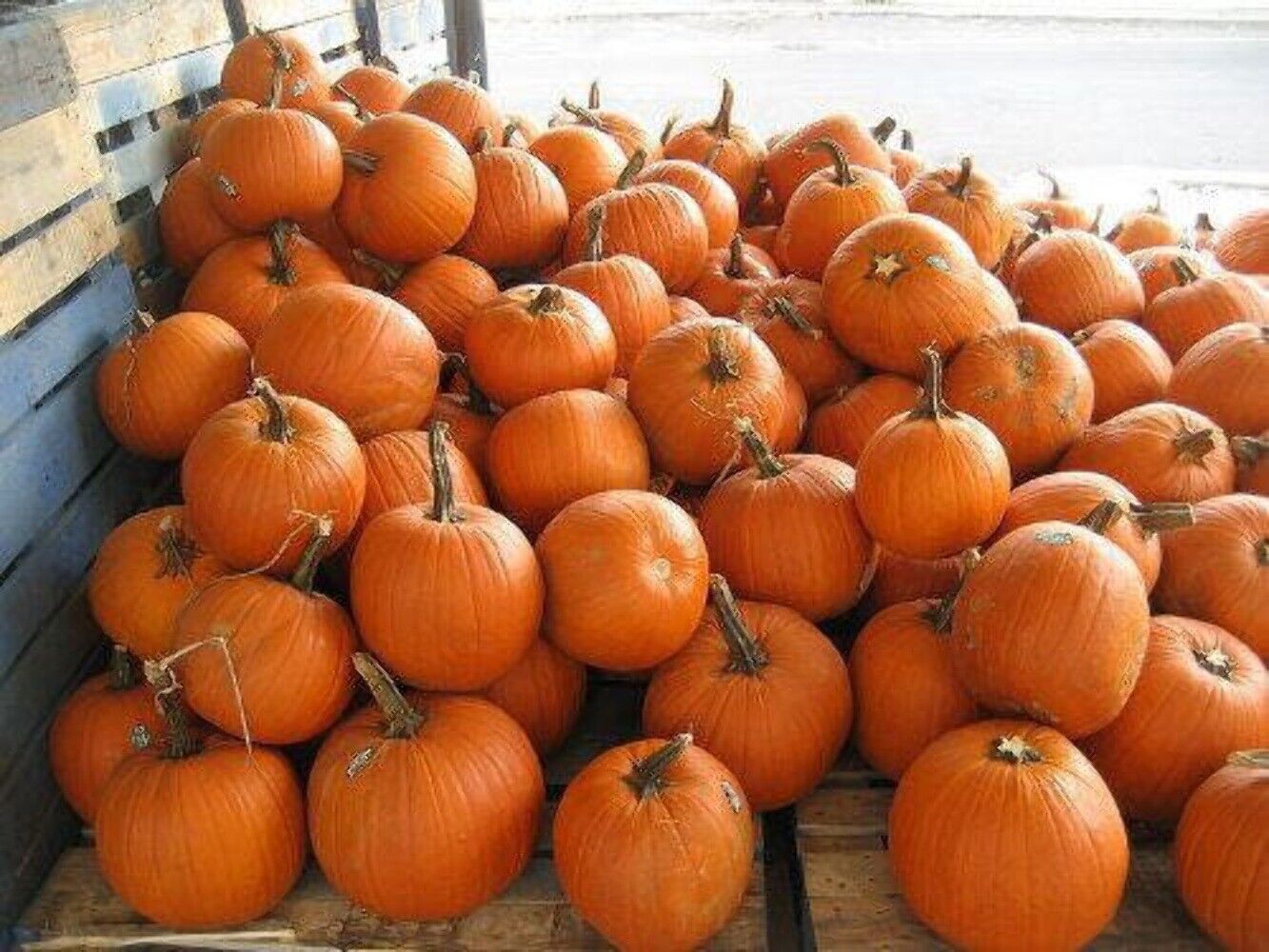 50 JACK O LANTERN PUMPKIN Cucurbita Maxima Vegetable Seeds