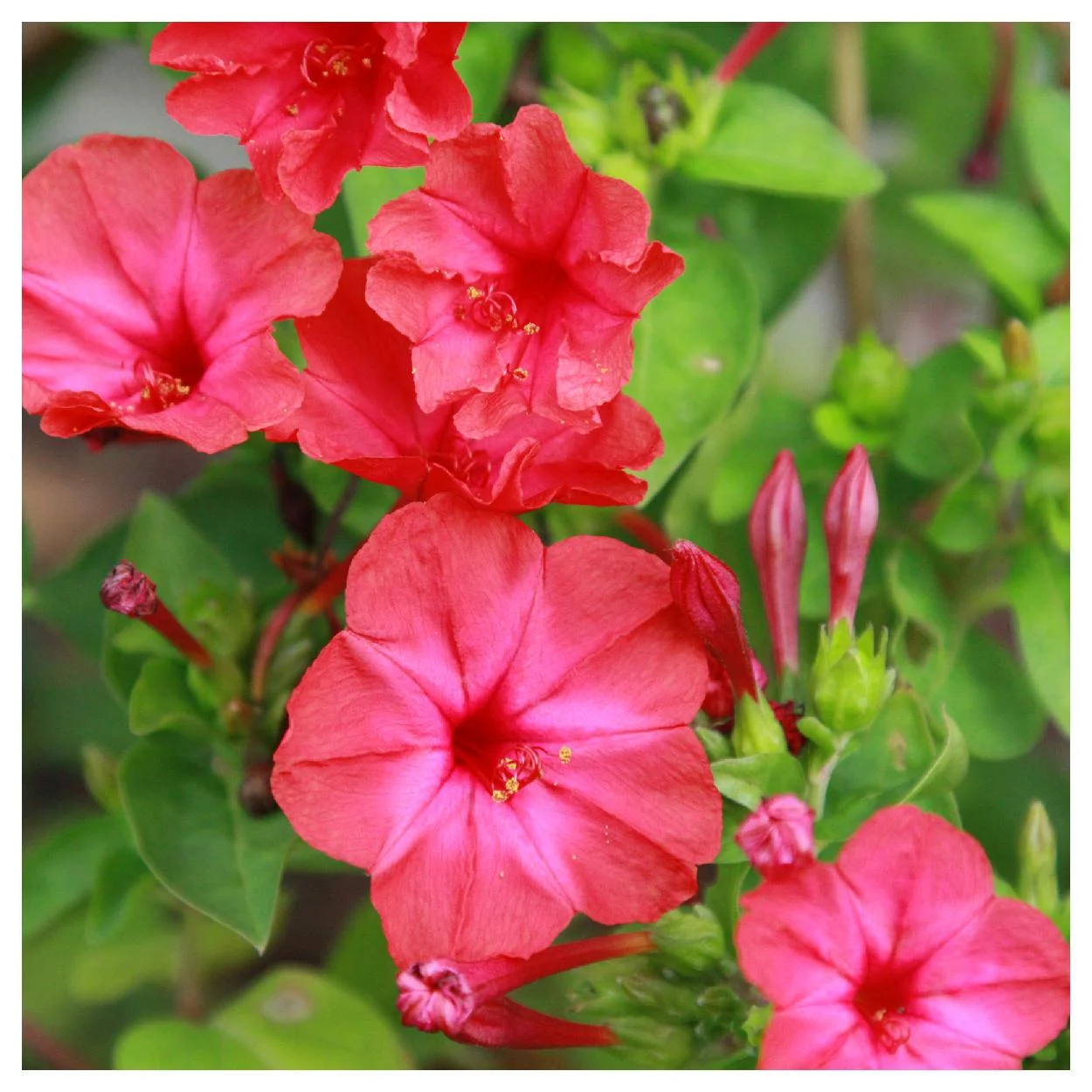 Everwilde Farms - 50 Red Four O Clock Garden Flower Seeds - Gold Vault Jumbo Bulk Seed Packet