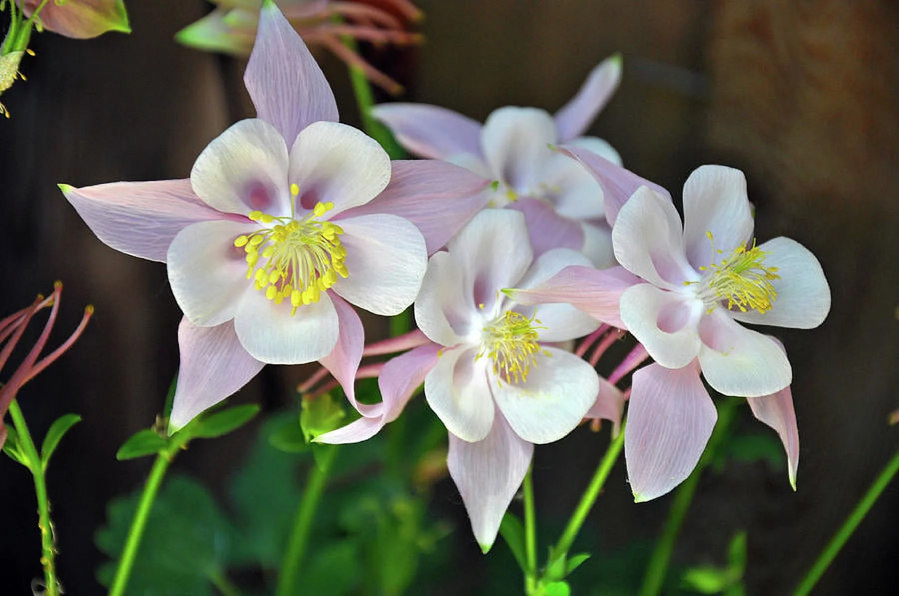 20 Seeds Easy to Grow WHITE Columbine McKana Giants Flower Seeds, Perennial Colorful, Attracts Bees and Hummingbirds 20 SEEDS Free Shipping