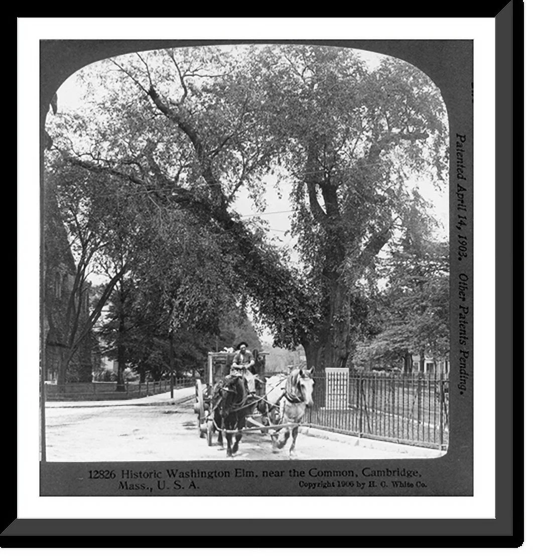Historic Framed Print, Historic Washington Elm, near the Common, Cambridge, Mass., 17-7/8