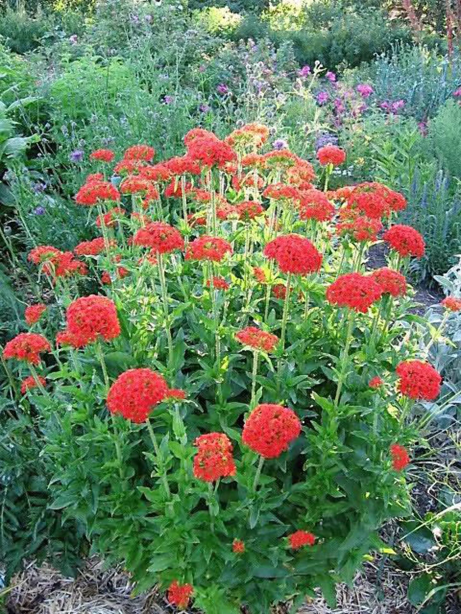 70 RED LYCHNIS Chalcedonica / Rose Campion / Catchfly Flower Seeds