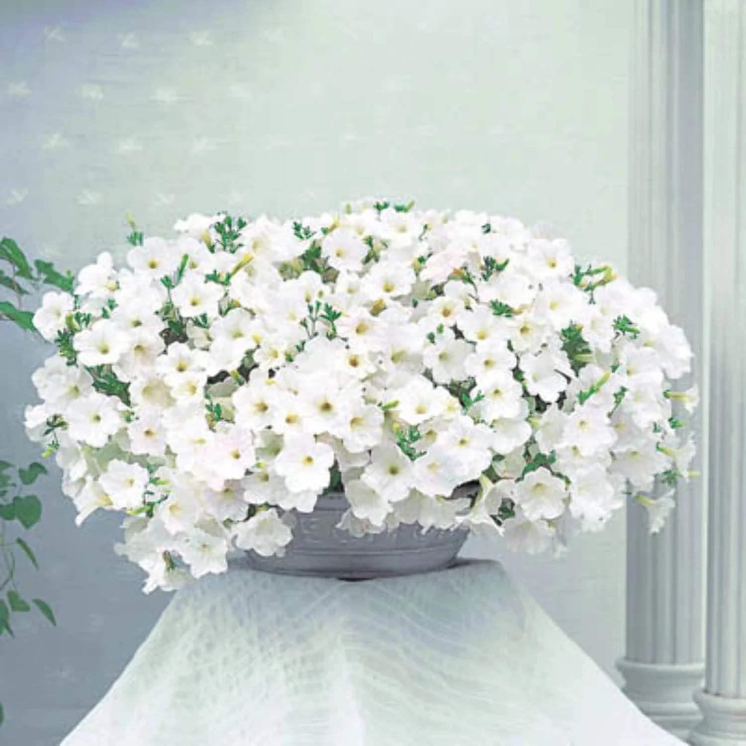 Petunia Opera Supreme White F1 Seed