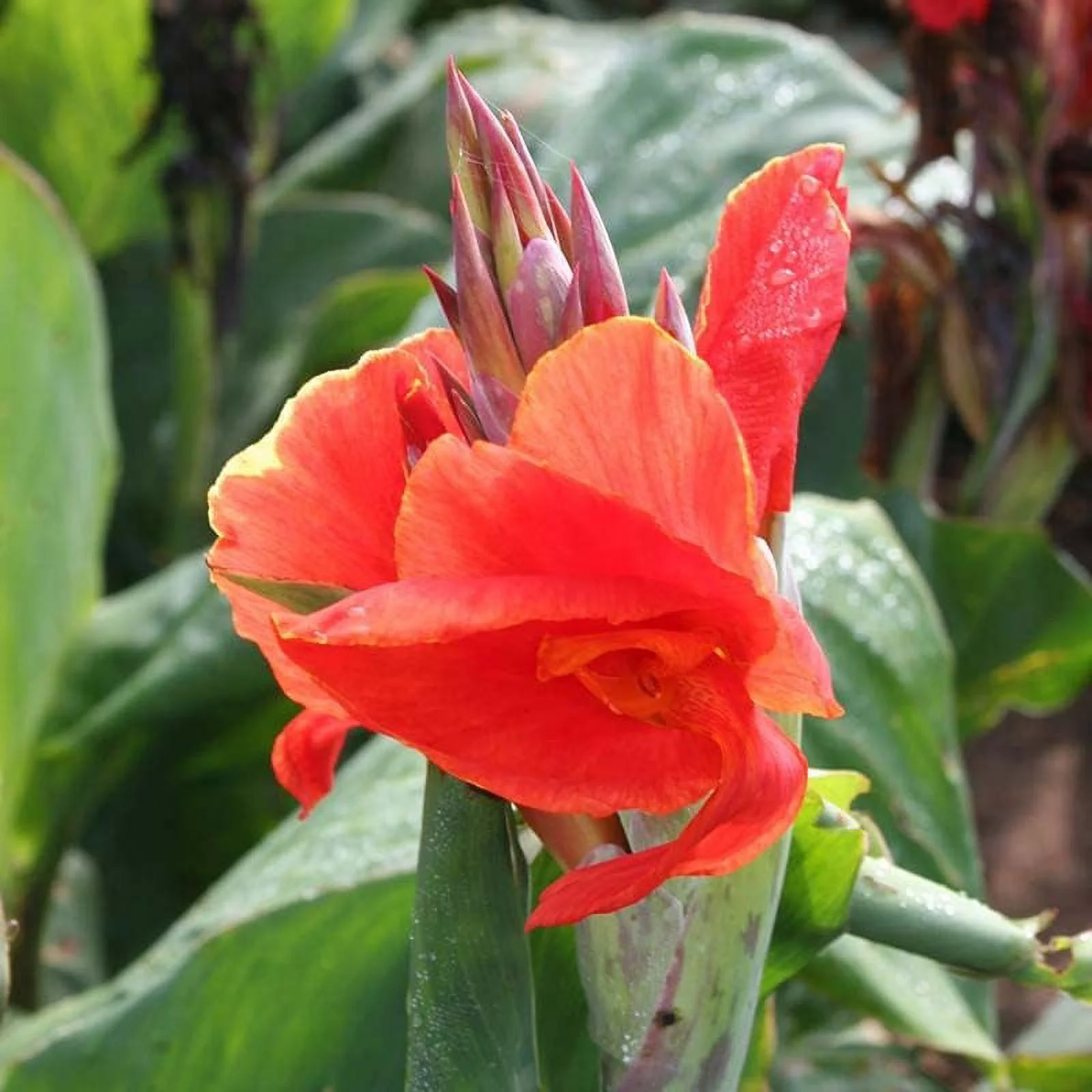 Canna Lily Bulbs - The President Red Canna Rhizomes/Bulbs/Roots (3 Pack)