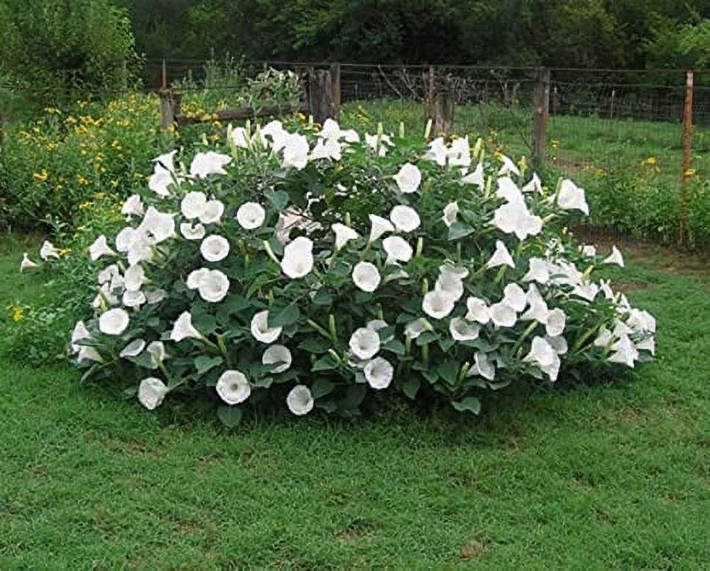Moonflower Seeds for Planting - Night Blooming Sunflower (50 Seeds)