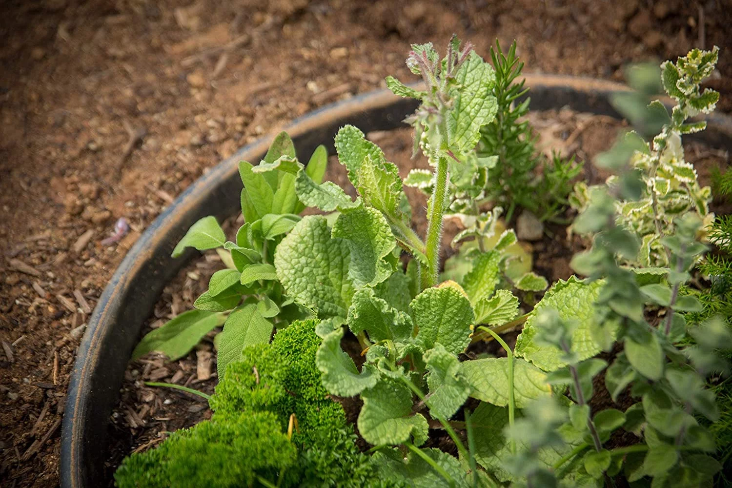 6 Pack of 16in Planting Rings. Landscape & Garden Protective, Round, Edging. Water Retention to Irrigate Shrubs, Roses, Flowers, Vegetables. Separate Rock, Mulch, Grass. Made in USA