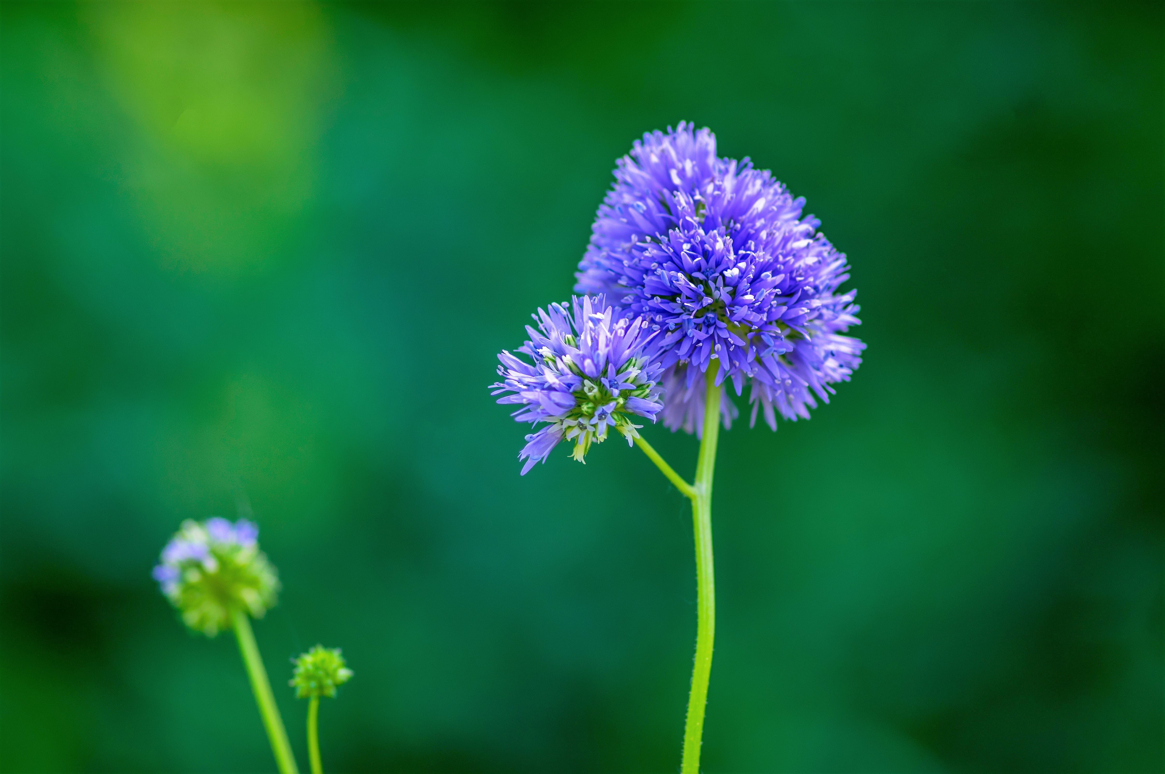 1500 GLOBE GILIA Bluehead Gilia Capitata Thimble Flower Seeds