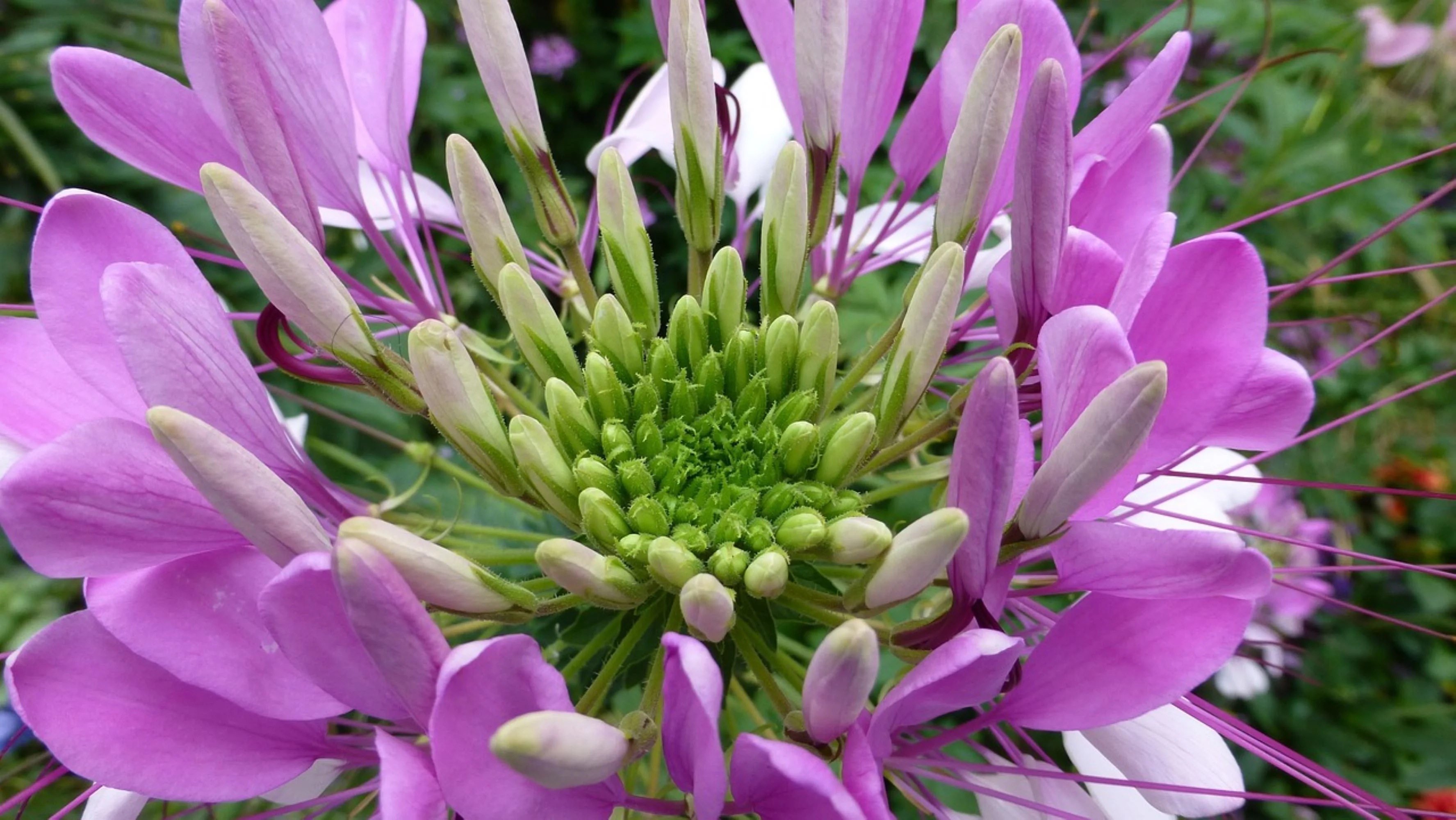 Cleome Colorful Wildflower Seed/ Annual/ Full Sun/ 12K Seeds 1 oz/ Zellajake Farm and Garden - B262