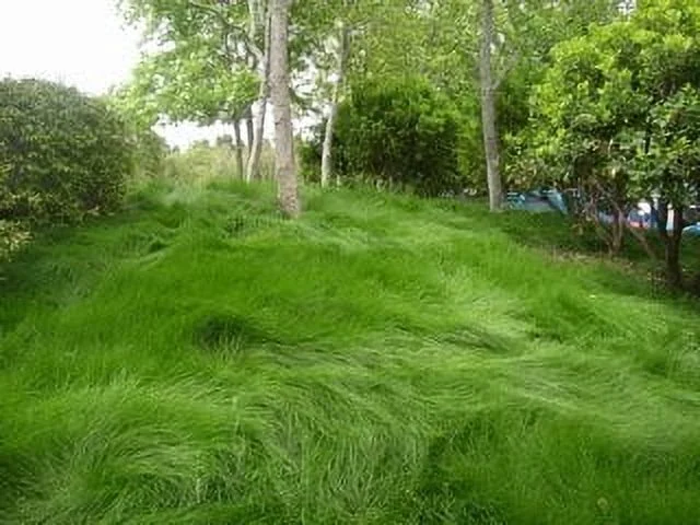 5LBS Creeping Red Fescue(Festuca Rubra) Fully Tested, Fast Germination