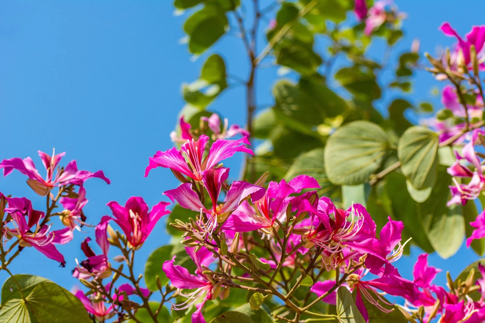 10 PURPLE ORCHID TREE Bauhinia Purpurea Camel's Foot Butterfly Flower Tree Seeds