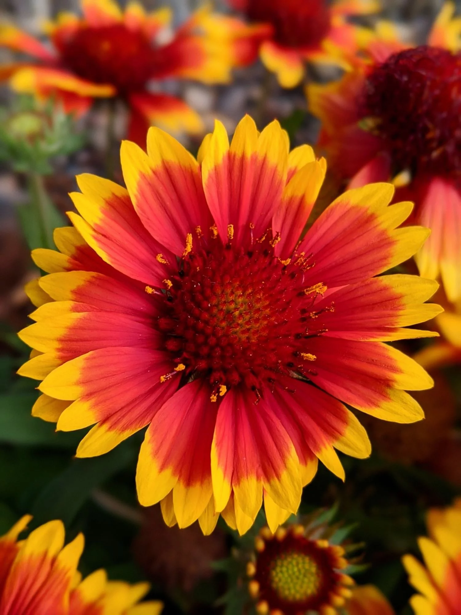 Great Blanket Flower Seeds/ Perennial/ Full Sun/1125 Seeds 1/8 oz / Zellajake Farm and Garden - B82