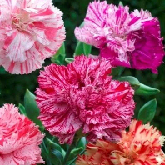 30+ CARNATION CHABAUD STRIPED & PICOTEE MIX / FRAGRANT PERENNIAL FLOWER SEEDS