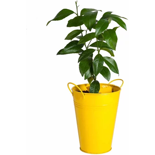 Bloomsz Lemon Tree In Decorative Planter