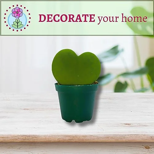 BubbleBlooms Green Hoya Kerrii Heart in a 2 inch Pot Sweetheart Mother's Day Plant
