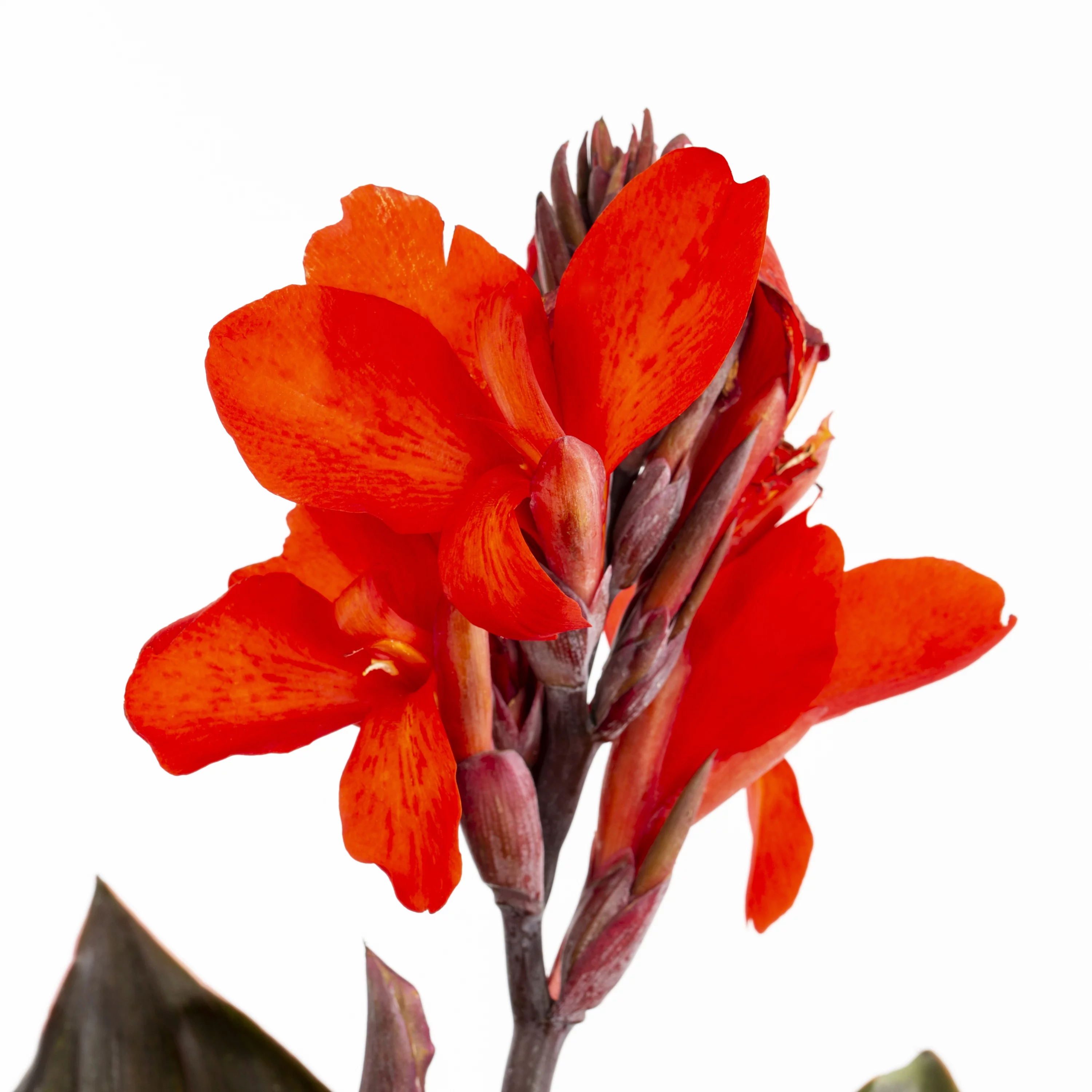 Better Homes & Gardens 1.5G Multicolor Canna Lily Live Plant Grower Pot Sun