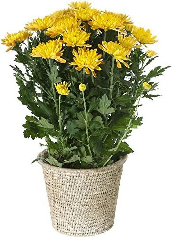 La Jolla Handwoven Rattan Planter/Cachepot, Dia 8.5 x 8.5 x 7 inch, White Wash