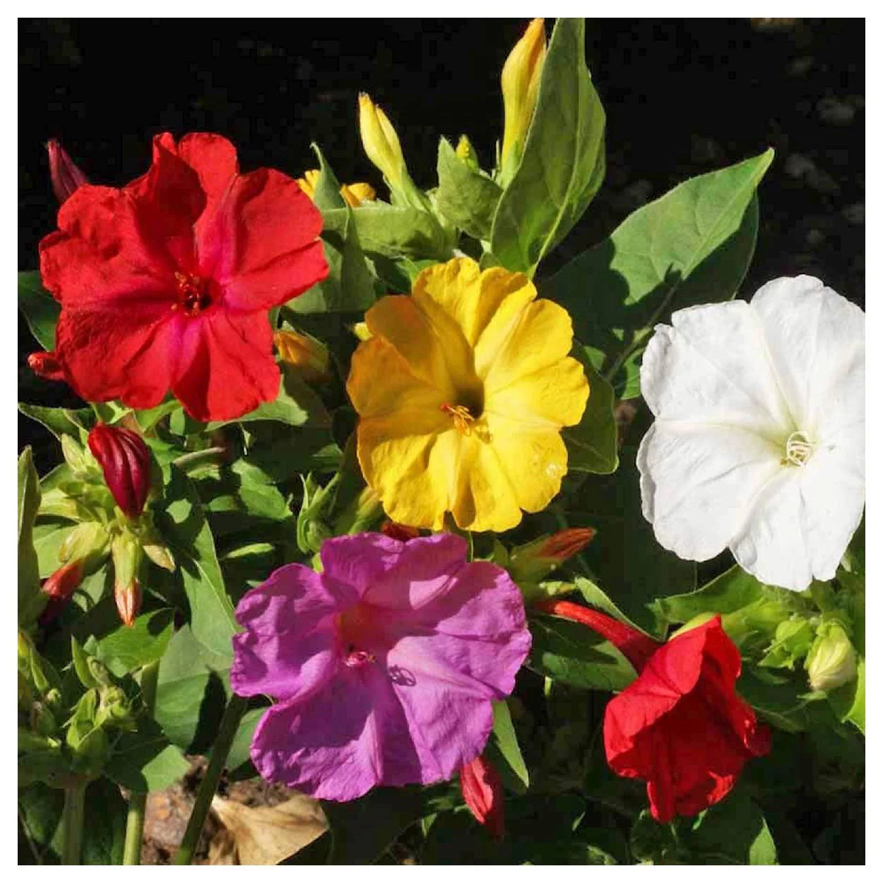 Everwilde Farms - 50 Mixed Four O Clock Garden Flower Seeds - Gold Vault Jumbo Bulk Seed Packet