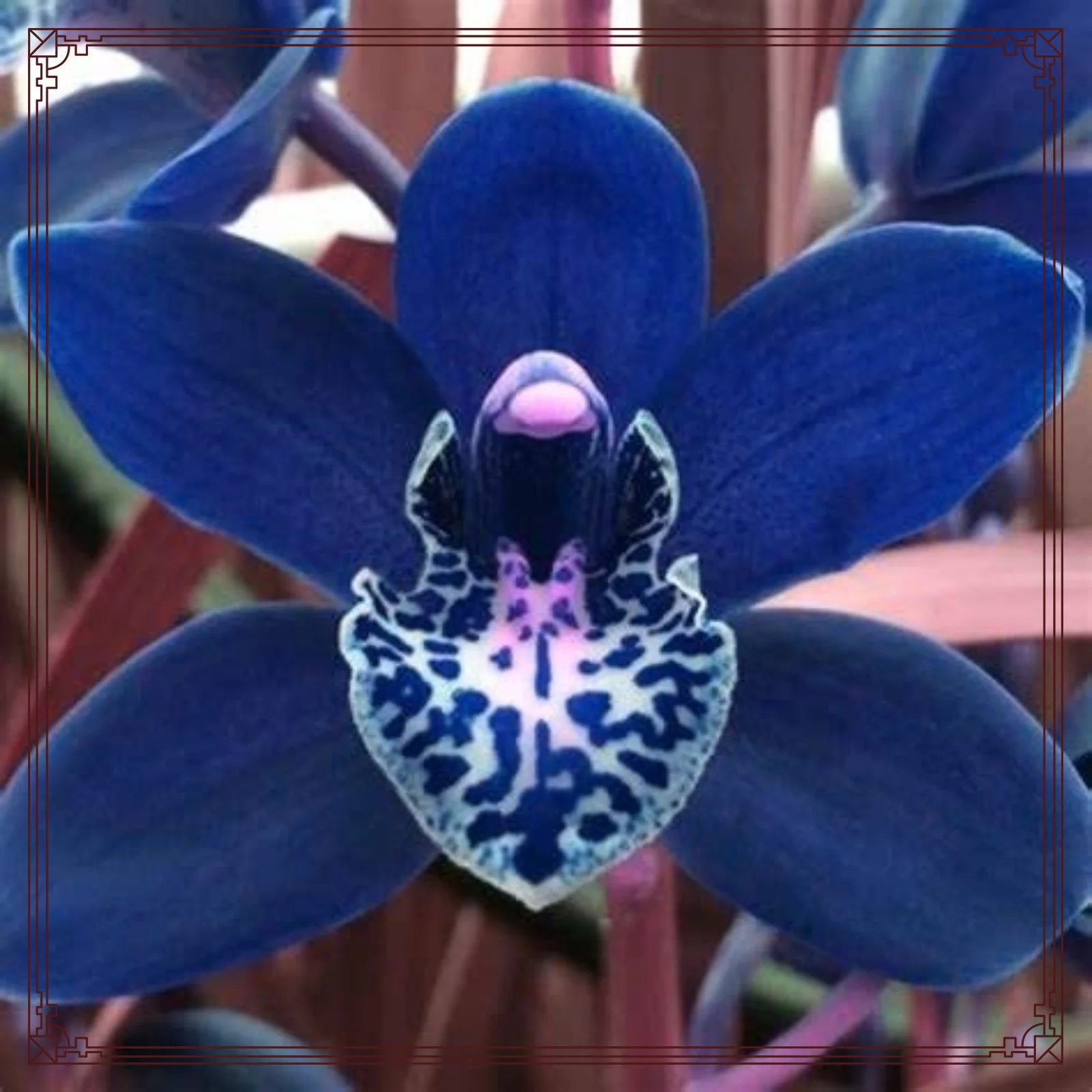 Cymbidium Bulbs Cymbidium Plants Cymbidium Bulbs For Sale Cymbidium Bulbs For Palting Rare New Cut Flowers Bonsai Plant