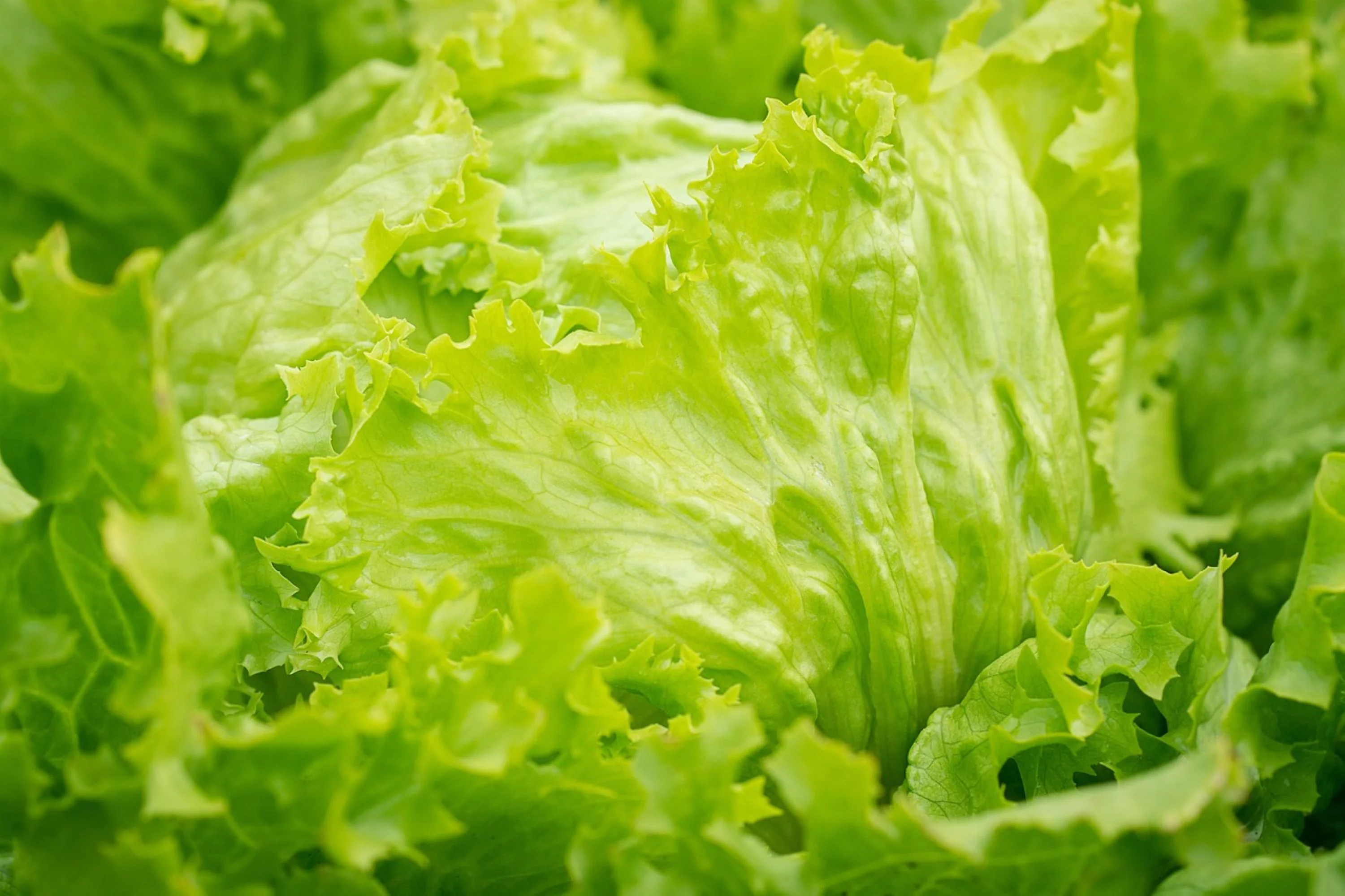Iceberg Lettuce Seeds/ Full Sun/ Annual/7K Seeds 1/4 oz/ Zellajake Farm and Garden- B302