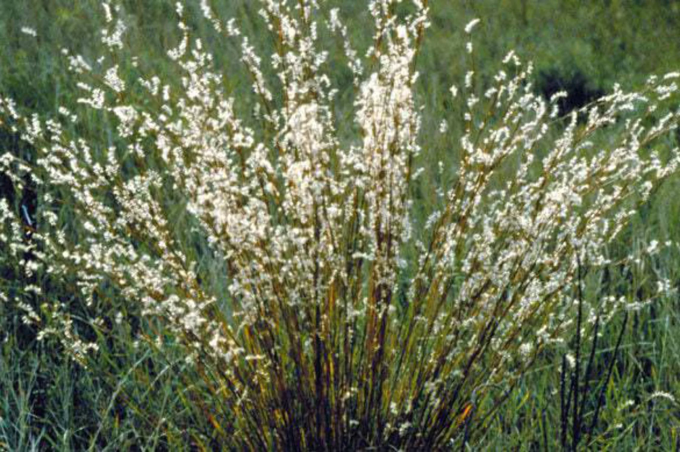 300 LITTLE BLUESTEM GRASS Schizachyrium Scoparius Seeds