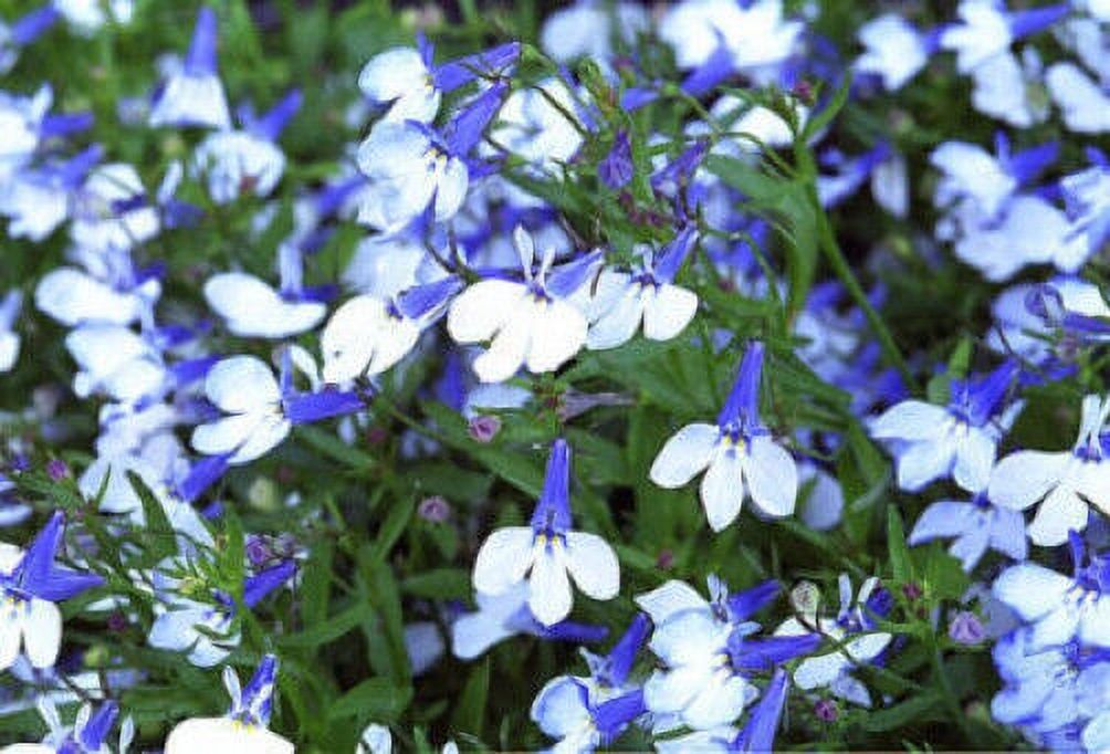 200 BLUE SPLASH LOBELIA REGATTA Blue & White Erinus Flower Seeds *Comb S/H