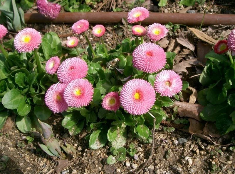 100 STRAWBERRIES & CREAM ENGLISH DAISY Bellis Perennis Flower Seeds *Comb S/H