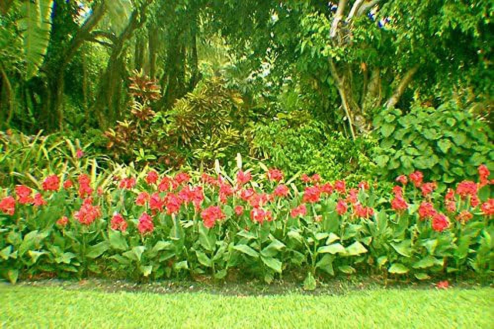 Canna Lily Bulbs - The President Red Canna Rhizomes/Bulbs/Roots (3 Pack)