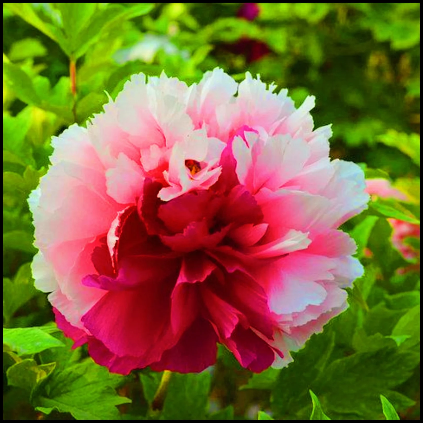 Peony Plants Peony Bulbs Bulk Peony Bulbs For Sale Peony Bulbs For Planting Garden Ready To Plant Peony Plants For Garden Now Hardy Perennial