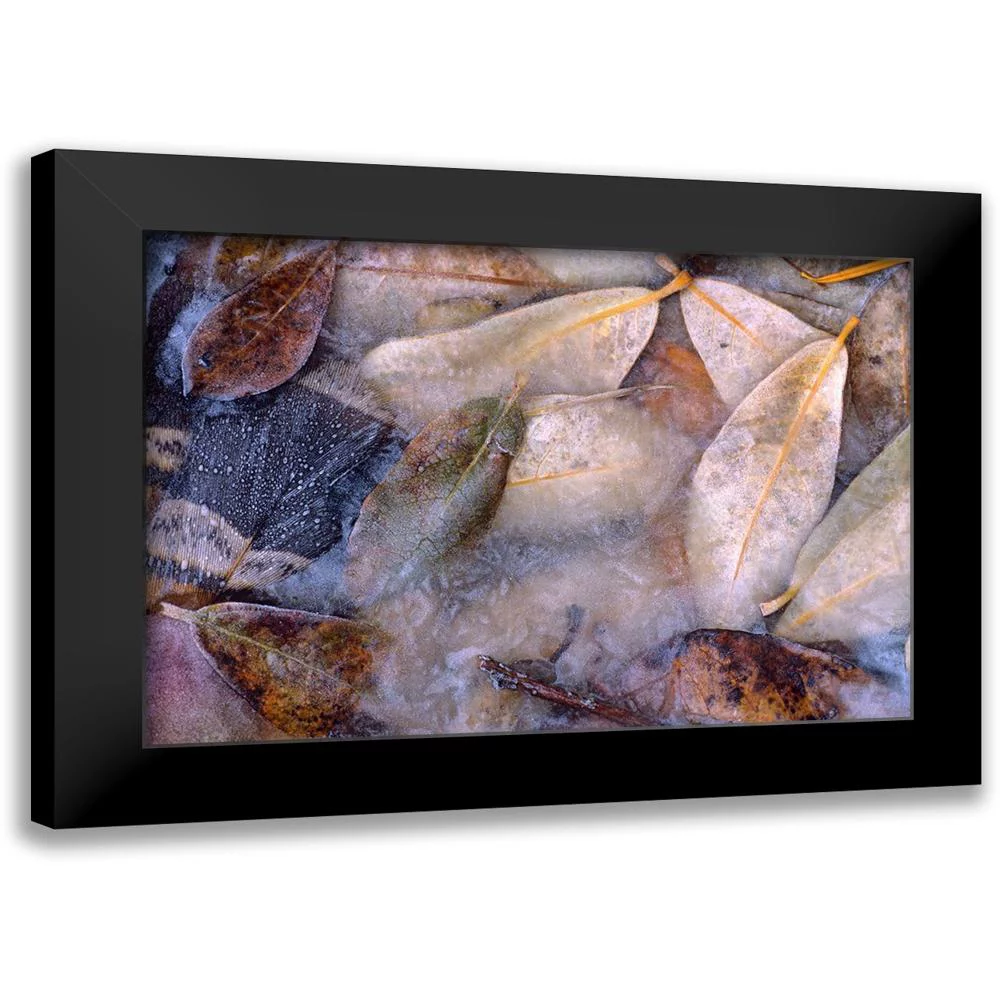 Fitzharris, Tim 14x11 Black Modern Framed Museum Art Print Titled - Frozen Willow Leaves and Grouse Feather