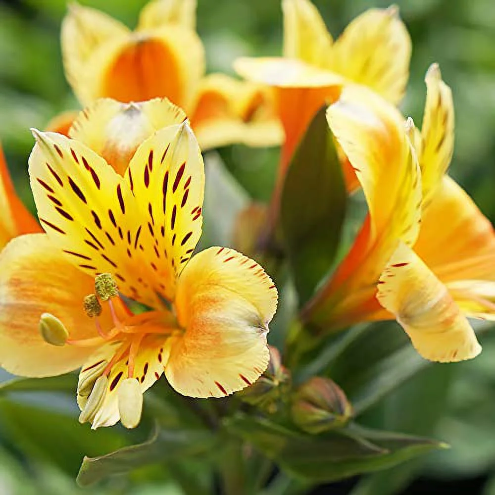 Peruvian Lily Seeds Alstroemeria Perennial Low Maintenance Cut Flowers Showy Attracts Pollinaotrs Patio Containers Garden Outdoor 20Pcs Mixed Colors Flower Seeds by YEGAOL Garden