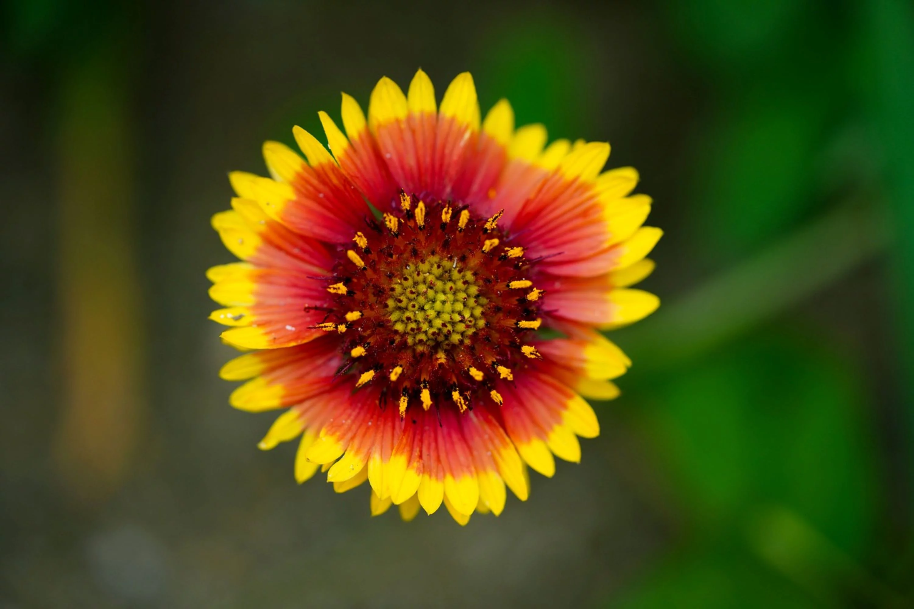 Indian Blanket Flower Seeds/ Perennial/ Full Sun/300 Seeds 1 Gram/ Zellajake Farm and Garden - B156