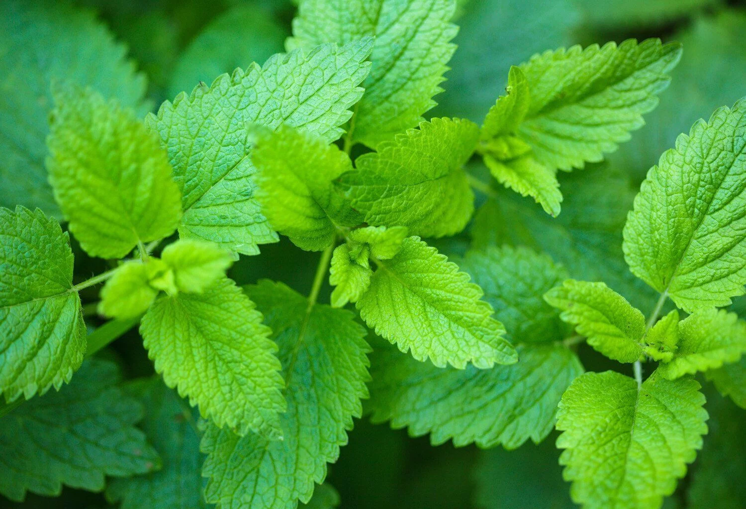 50+ Lemon Balm Seeds | Non-GMO | Culinary Medicinal Herb Garden Seeds | FRESH