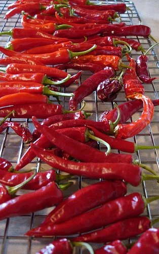 Clovers Garden Thai Gong Bao Dragon Hot Pepper Plants – Two (2) Live Plants – Not Seeds – Each 4