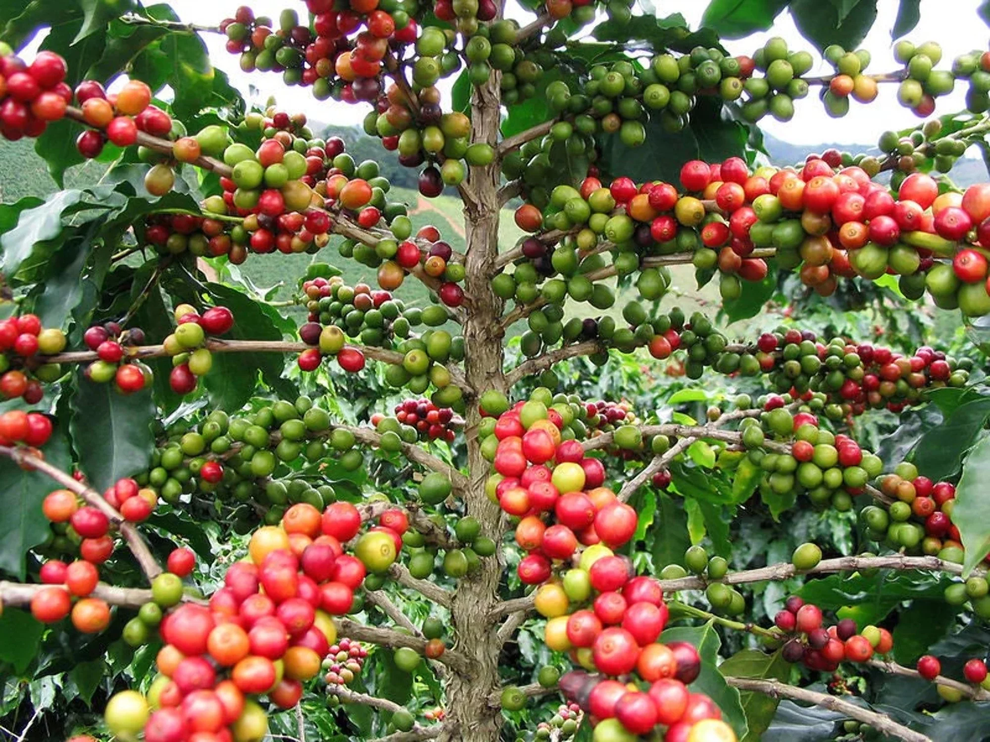 15 ARABICA COFFEE Tree Shrub Seeds - Grow your own coffee!