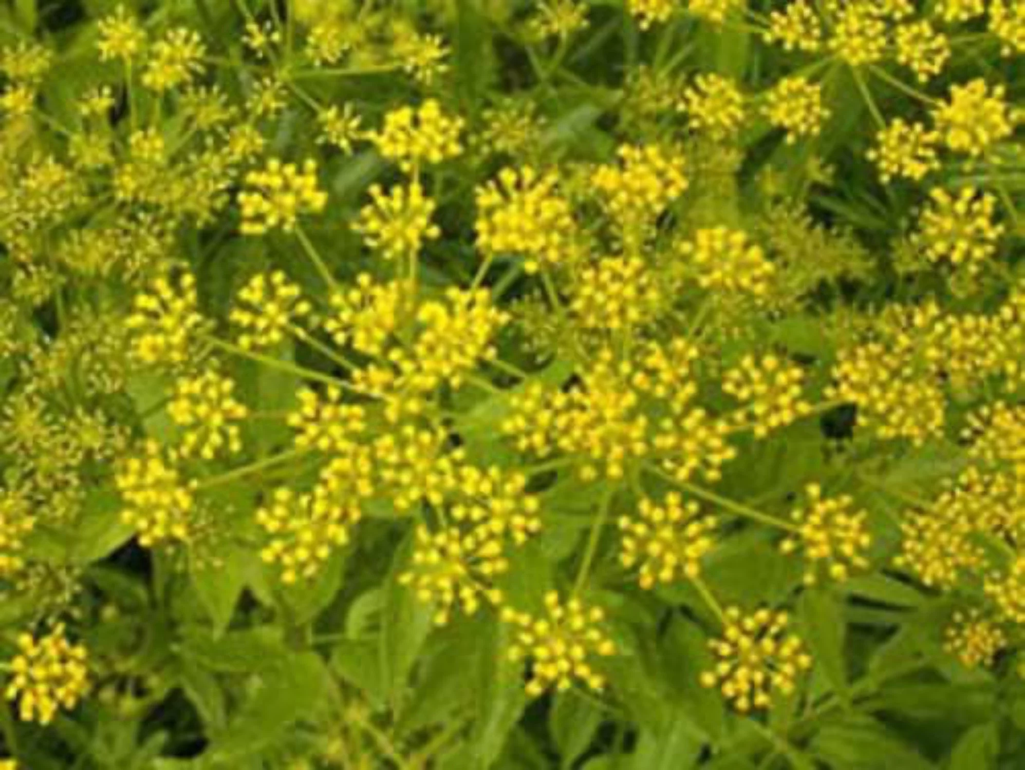 150 GOLDEN ALEXANDER (Golden Zizia / Meadow Zizia) Zizia Aurea Flower Seeds