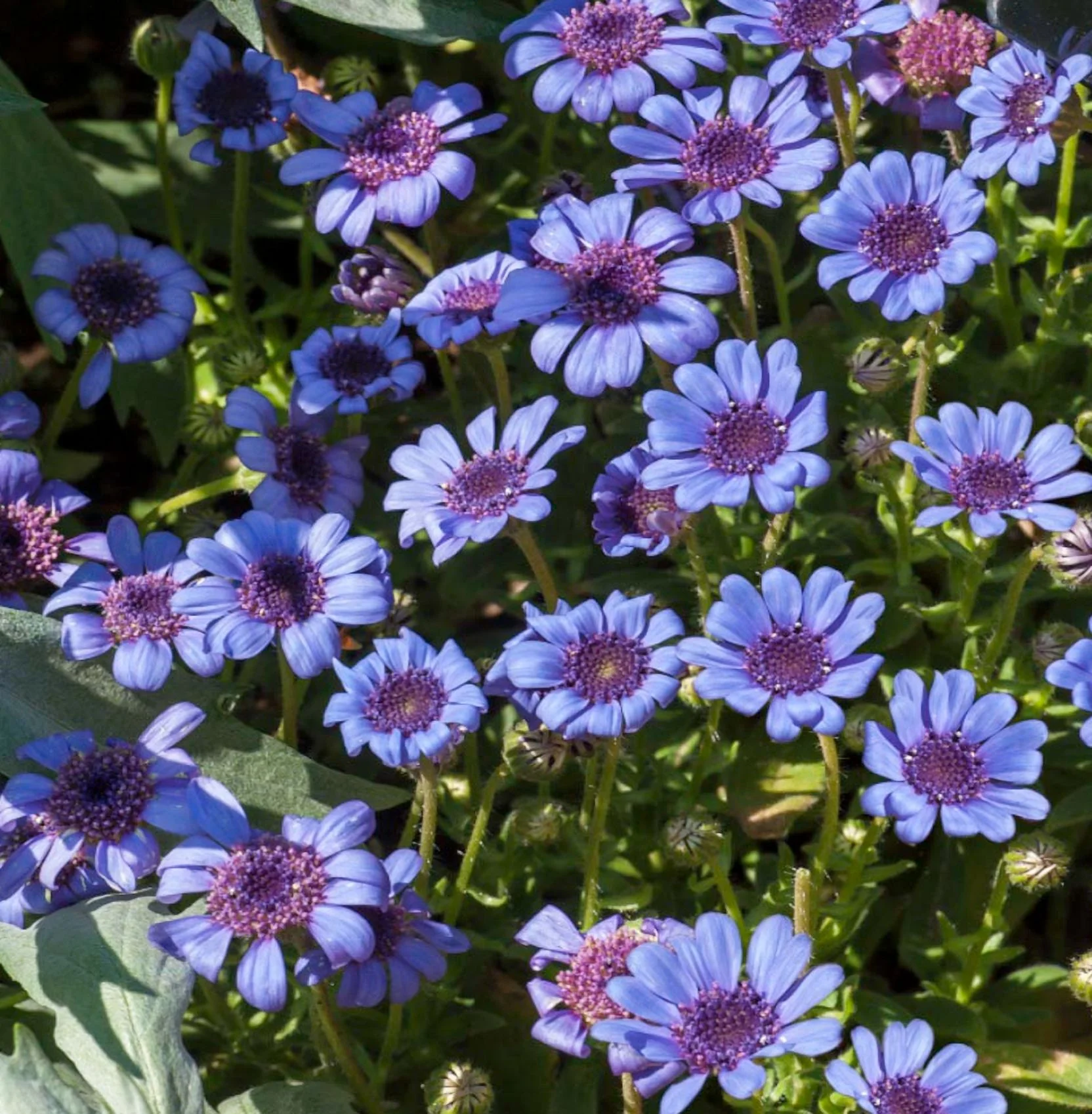 Daisy THE BLUES BLUE 50 Seeds - Mother Nature's Seeds - Wildflower Seeds - Flower Seeds for Planting - Non-GMO