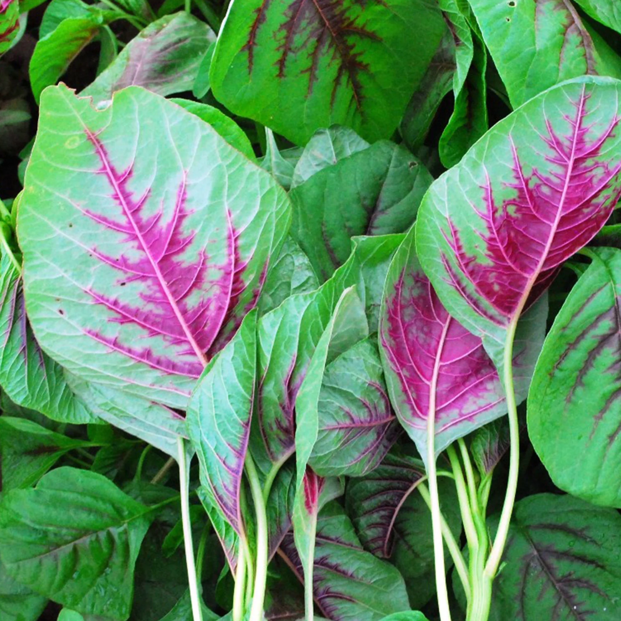Amaranth Seeds - Green Leaf - Lu Hsien - 1 Oz ~15000 Seeds - Non-GMO, Heirloom - Foliage, Microgreens & Grain