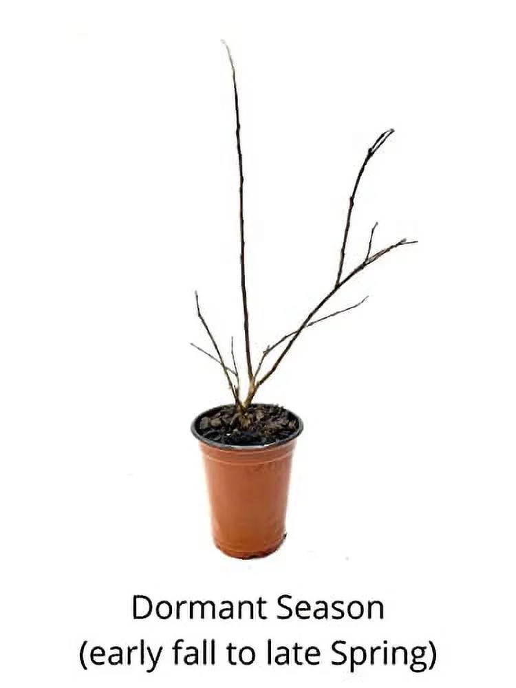 6 Pack - Red Flowering Crape Myrtle Trees - Lagerstroemia - Quart Container - 6-12 Inches Tall