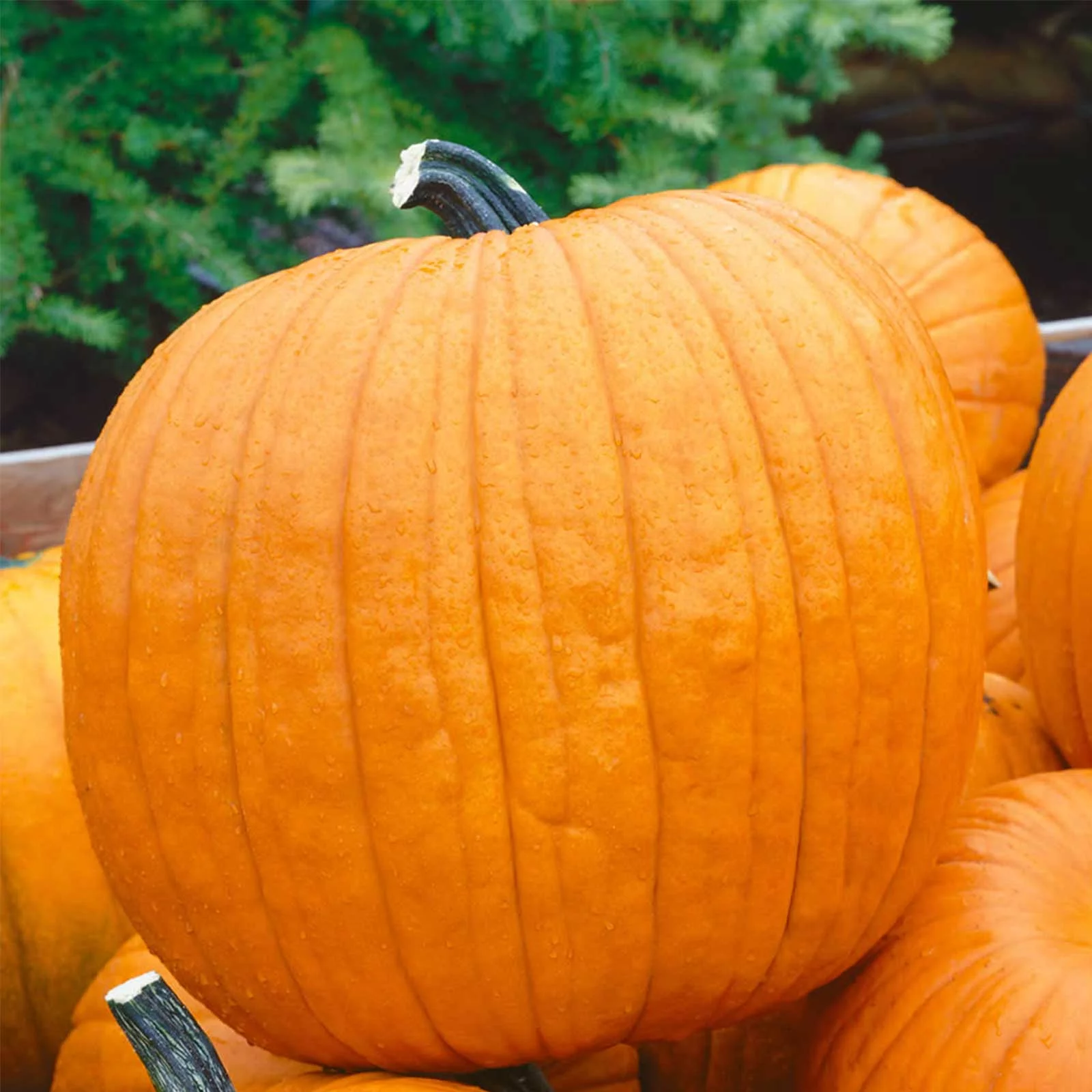 Pumpkin Garden Seeds - Howden Variety - 1 Lb - Non-GMO, Heirloom Pumpkins - Rich Orange - Jack O'Lantern Pumpkin Gardening