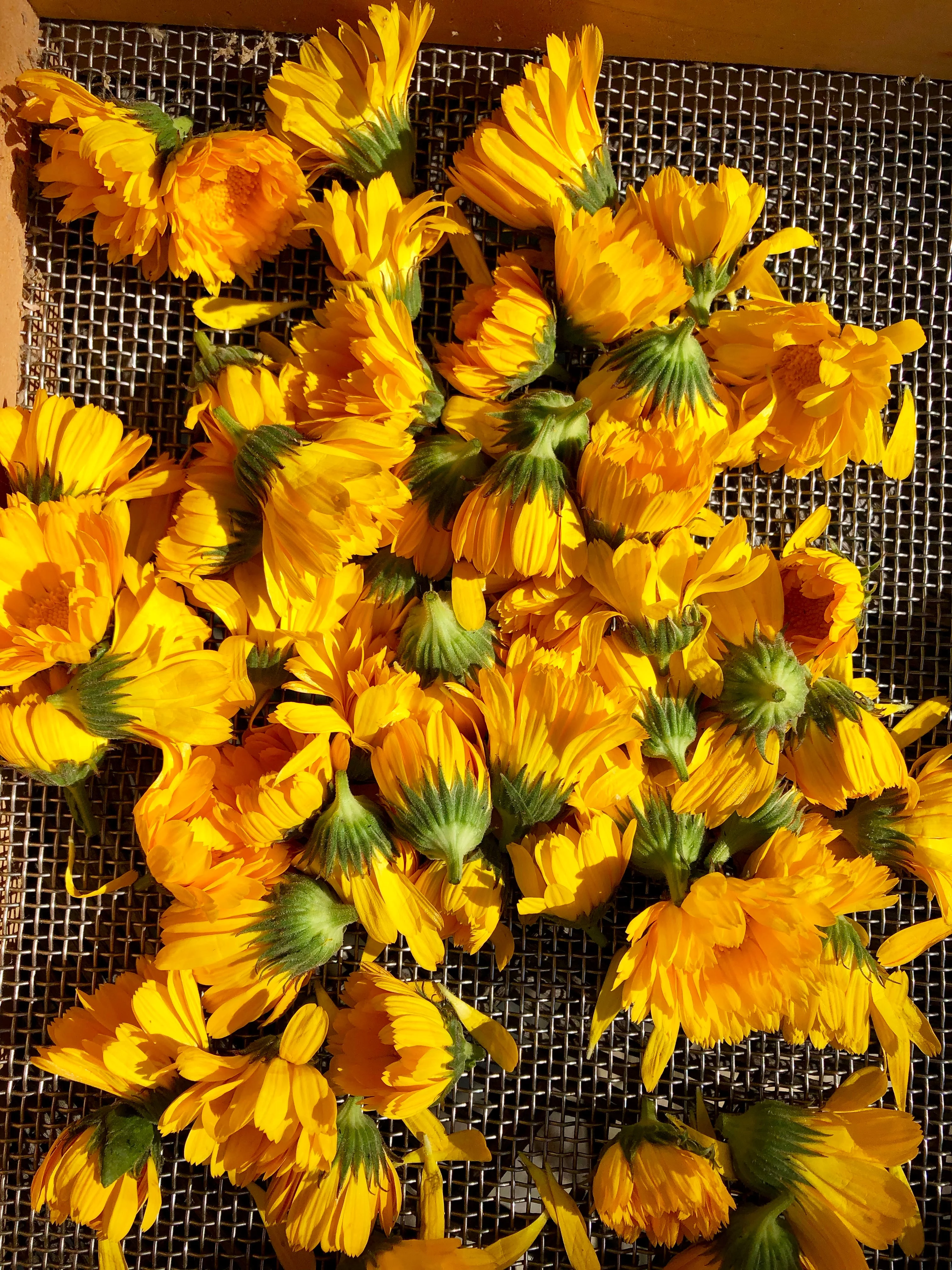 Resina Calendula Seeds